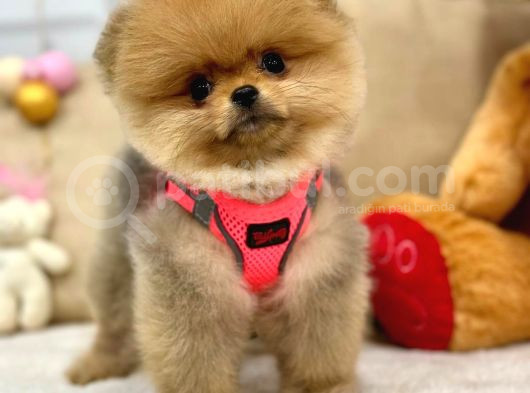 A Kali̇te Pomerani̇an Boo Yavrumuz görsel