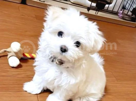 Maltesse Terrier Cinsi Mini Boy Puppy Kar Beyaz