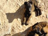 Belçika Malinois Safkan Koyu Maskeli