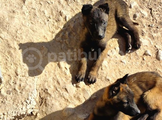 Belçika Malinois Safkan Koyu Maskeli görsel