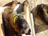 Belçika Malinois Safkan Koyu Maskeli