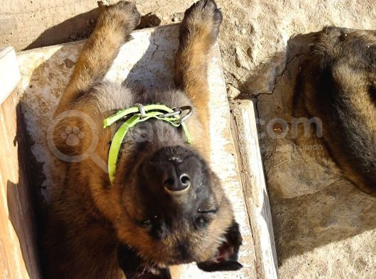 Belçika Malinois Safkan Koyu Maskeli görsel