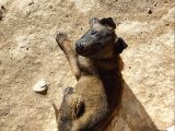 Belçika Malinois Safkan Koyu Maskeli