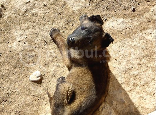 Belçika Malinois Safkan Koyu Maskeli görsel