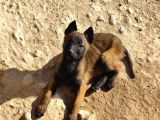 Belçika Malinois Safkan Koyu Maskeli