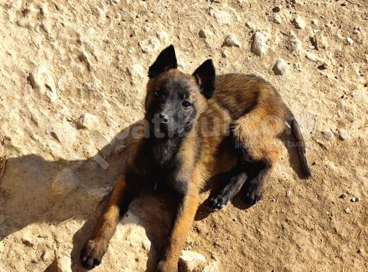 Belçika Malinois Safkan Koyu Maskeli