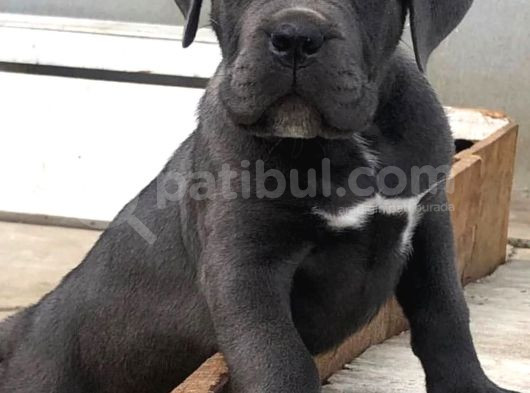 Üst Kalite Son Erkek Dev Cane Corso