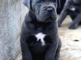 Üst Kalite Son Erkek Dev Cane Corso