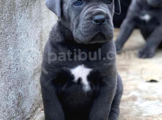 Üst Kalite Son Erkek Dev Cane Corso görsel