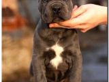 Üst Kalite Son Erkek Dev Cane Corso