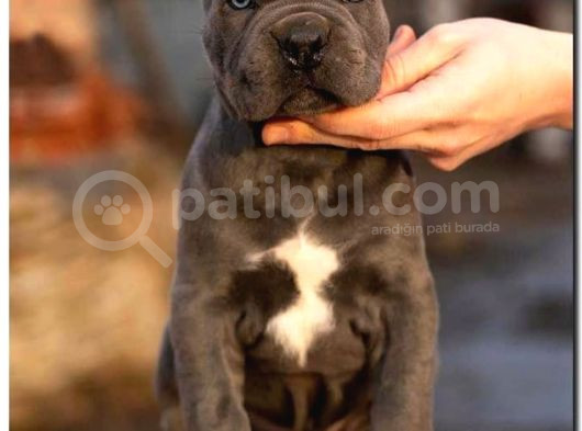 Üst Kalite Son Erkek Dev Cane Corso görsel
