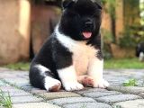 Koca kafa amerikan akita yavrular