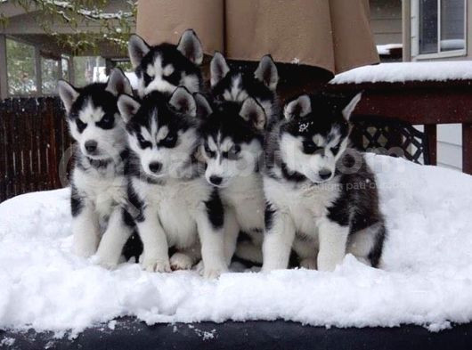 Şeytan Maske Mavi Gözlü Husky Bebekler görsel