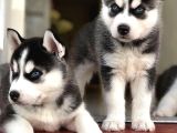 Şeytan maske mavi gözlü husky bebekler