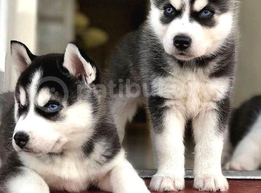 Şeytan Maske Mavi Gözlü Husky Bebekler