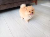 İZMİRDE BOO POMERANİAN 6 AYLIK