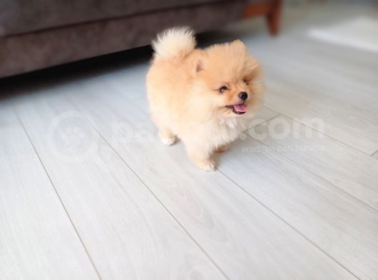 İzmi̇rde Boo Pomerani̇an 6 Aylik