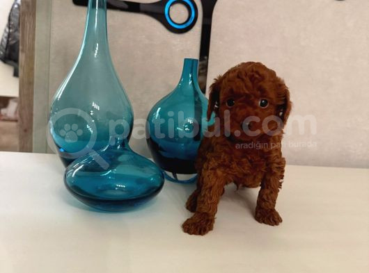 Red Brown Orji̇nal Toy Boy Yavrumuz görsel