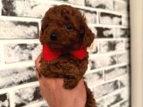 RED BROWN ORJİNAL TOY BOY YAVRUMUZ