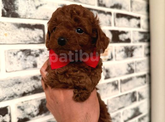 Red Brown Orji̇nal Toy Boy Yavrumuz