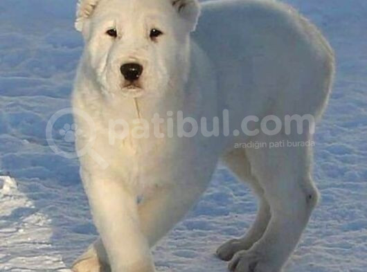 Alabai̇ Yavrular görsel