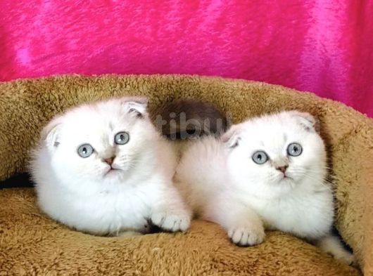 Show Kalite Lynxpoınt Scotısh Fold görsel