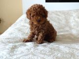 Toy Poodle Anne Altindan