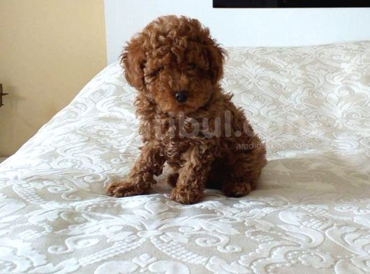 Toy Poodle Anne Altindan görsel