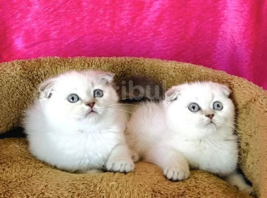 Show Kalite Lynxpoınt Scotısh Fold görsel