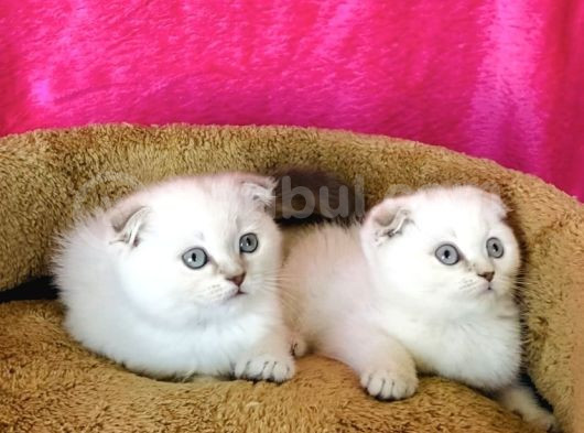 Show Kalite Lynxpoınt Scotısh Fold görsel