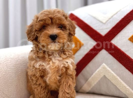 Güzeller Güzeli Maltipoo Yavrum