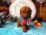 En Akıllı Apartman Köpeği A Scrli̇ Toy Poodle