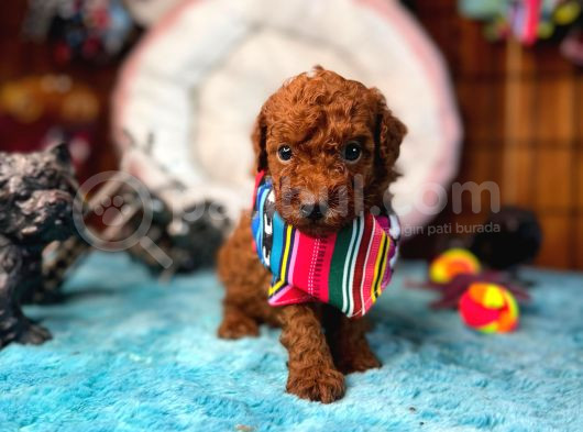 En Akıllı Apartman Köpeği A Scrli̇ Toy Poodle görsel