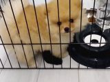İzmi̇rde Boo Pomerani̇an 6 Aylik