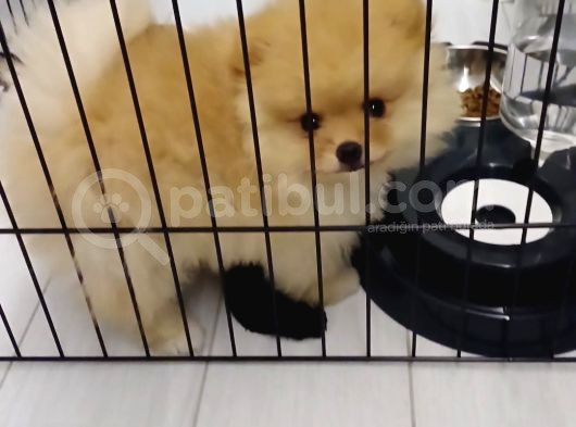 İzmi̇rde Boo Pomerani̇an 6 Aylik görsel