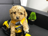 Veteriner kontrolüyle F1 maltipoo yavrular