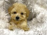 Veteriner Kontrolüyle F1 Maltipoo Yavrular