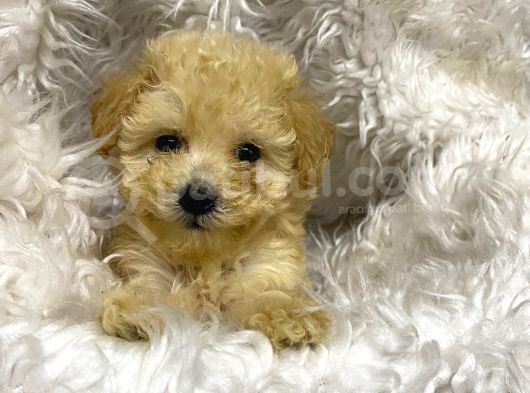 Veteriner Kontrolüyle F1 Maltipoo Yavrular görsel
