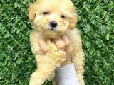 Veteriner Kontrolüyle F1 Maltipoo Yavrular