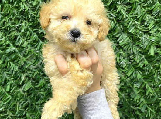 Veteriner Kontrolüyle F1 Maltipoo Yavrular görsel