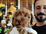 En akıllı apartman köpeği a SCRLİ toy poodle