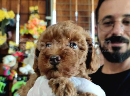 En Akıllı Apartman Köpeği A Scrli̇ Toy Poodle