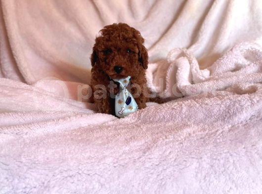 Toy Poodle Ev Ortamından Yavrularımız görsel