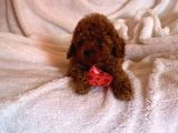 Toy Poodle Ev Ortamından Yavrularımız