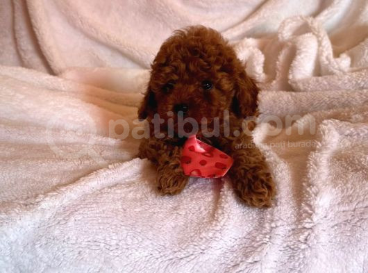 Toy Poodle Ev Ortamından Yavrularımız
