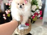 Teacup Di̇şi̇ Pomerani̇an Boo