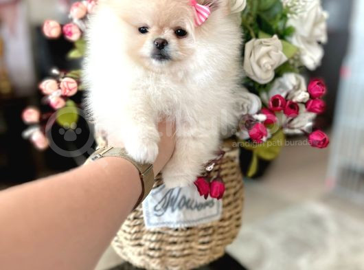 Teacup Di̇şi̇ Pomerani̇an Boo görsel