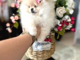 Teacup Di̇şi̇ Pomerani̇an Boo