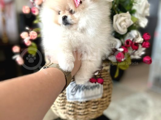Teacup Di̇şi̇ Pomerani̇an Boo görsel