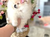 Teacup Di̇şi̇ Pomerani̇an Boo